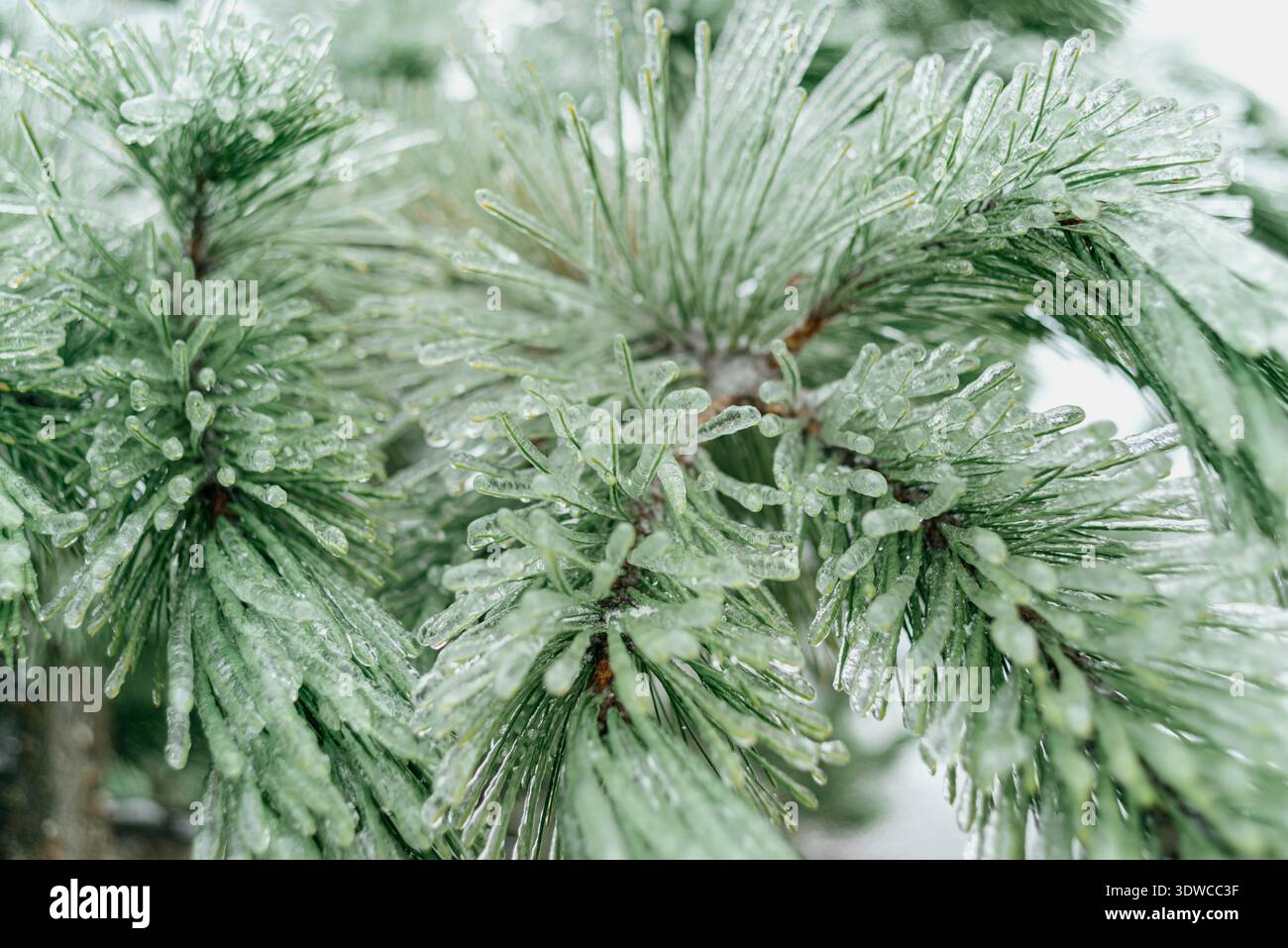 Glaze ice covered pine needles close up Stock Photo