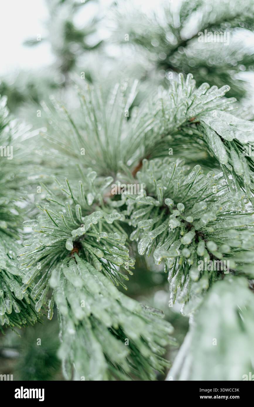 Glaze ice covered pine needles close up Stock Photo