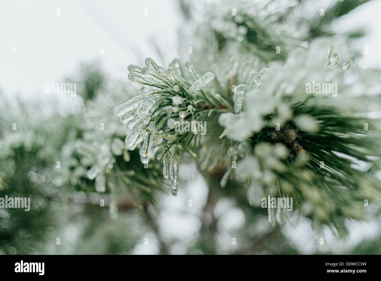 Glaze ice covered pine needles close up Stock Photo