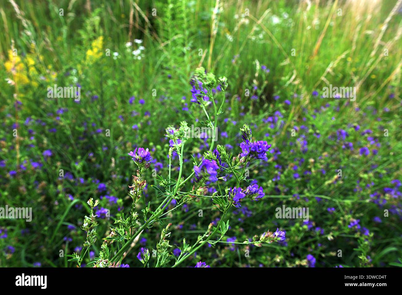 beaucarnea plant care Beaucarnea recurvata