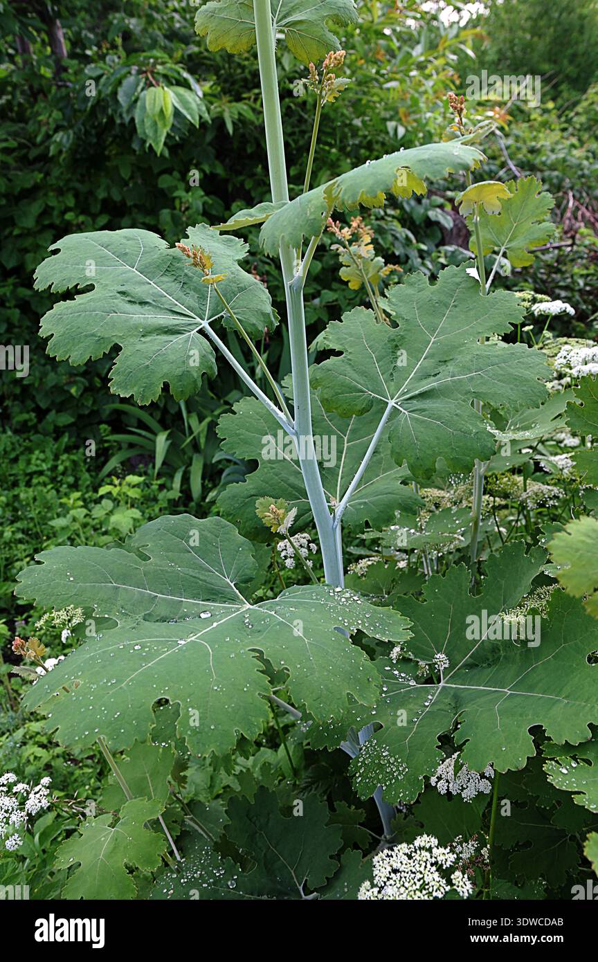 Cordata macleaya hi-res stock photography and images - Alamy