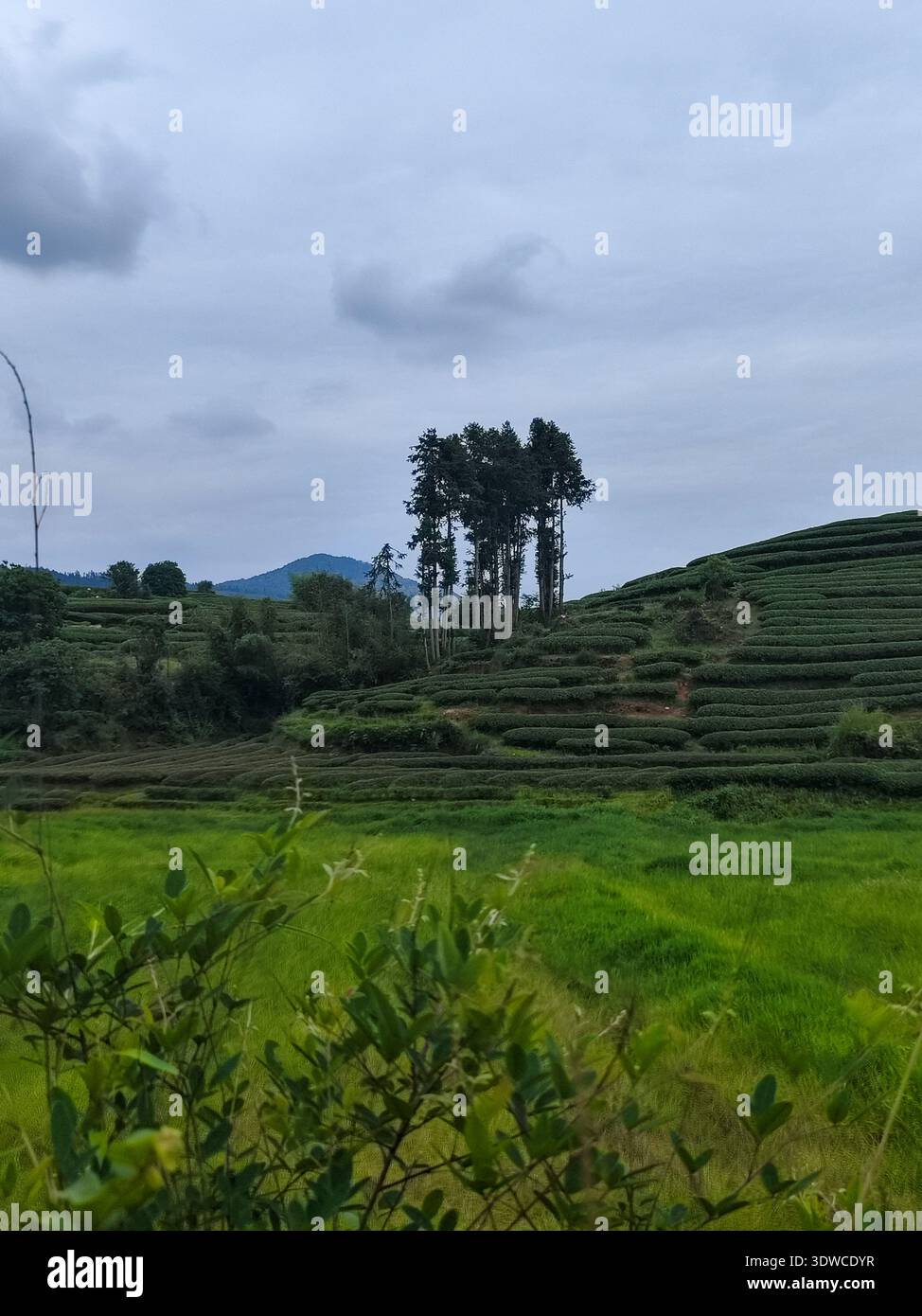 A vertical perspective of lush green terraced tea plantation fields on a hillside under a grey cloudy sky. Stock Photo