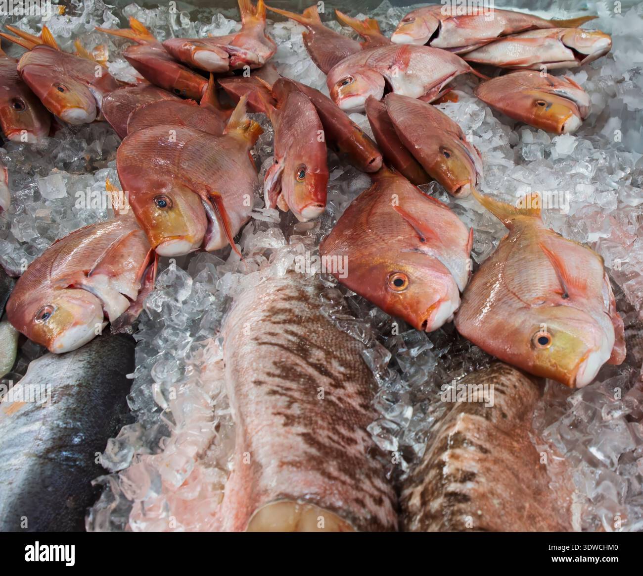 close-up view of fresh, raw red snapper or sea bream fish on a bed of crushed ice at a fish market or grocery store. Ready for cooking Stock Photo