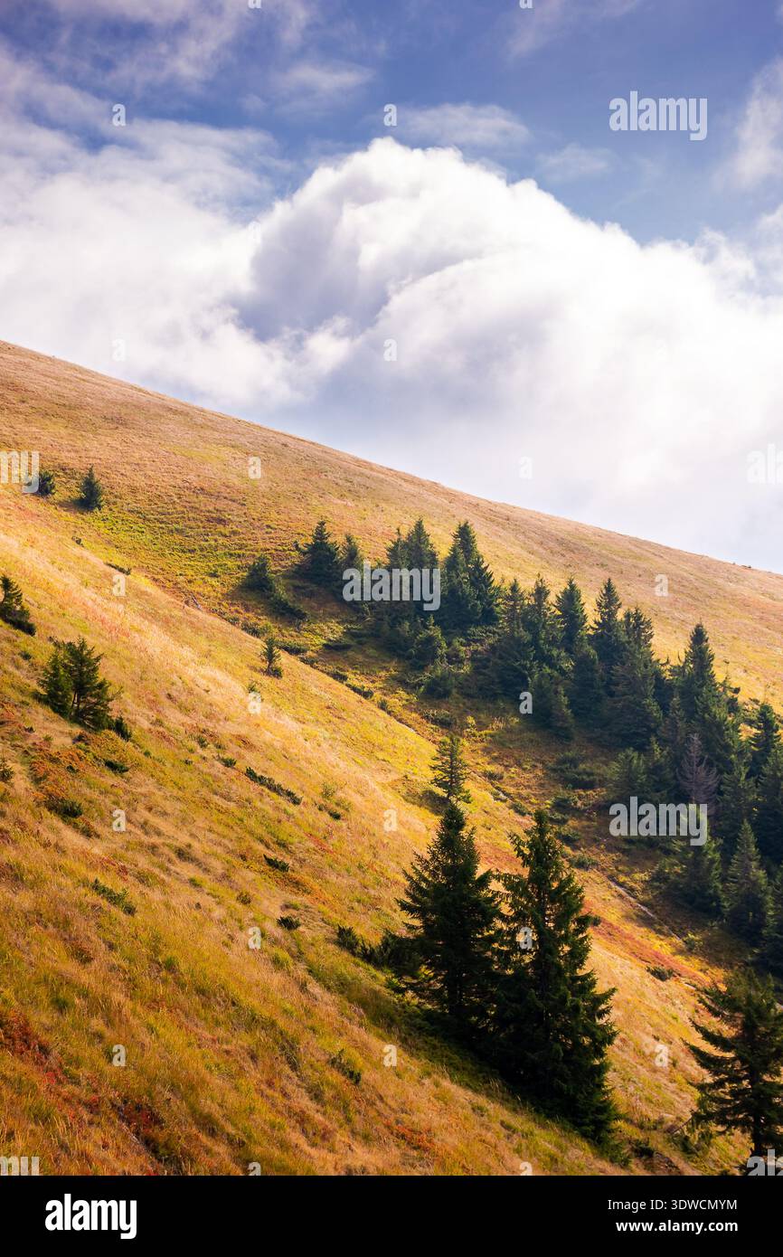 virgin coniferous forest in carpathian mountains of ukraine. beautiful spruce trees on a steep slopes in weathered grass in autumn. synevyr alpine sce Stock Photo