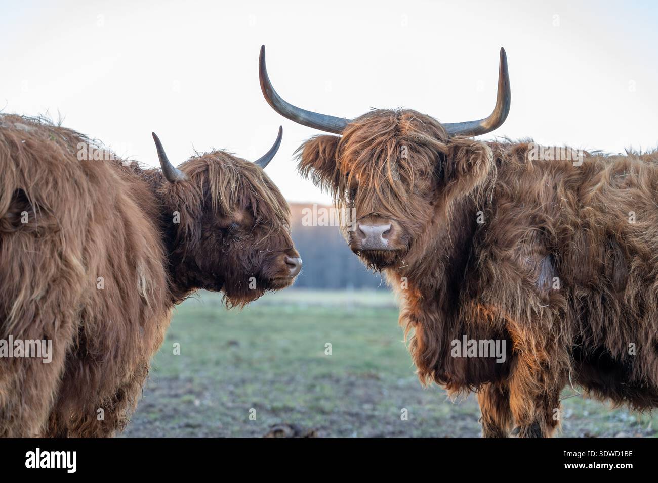 Two shaggy highland cattle with horns in a grassy meadow during cold ...