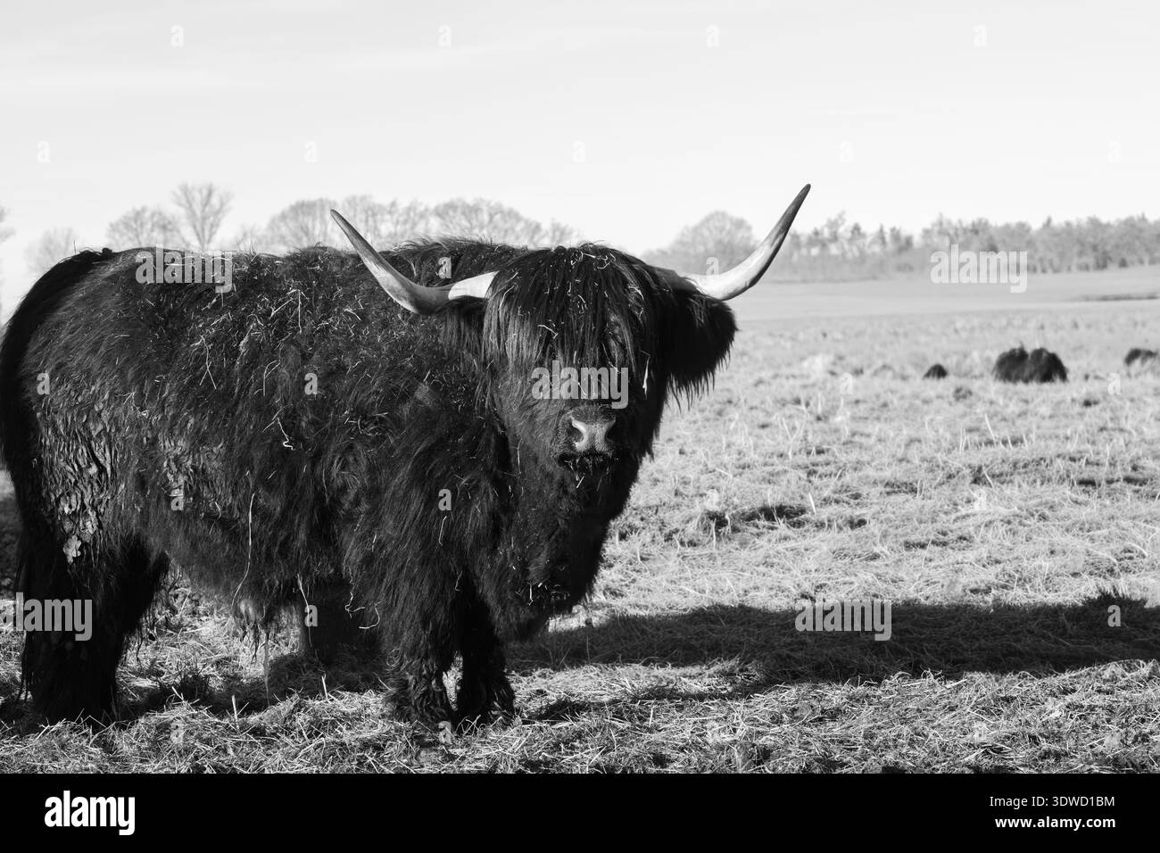 Highland cattle standing in meadow on cold afternoon Stock Photo - Alamy