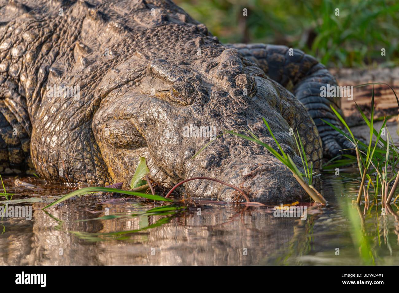 crocodile-entering-the-okavango-cubango-river-in-botswana-africa