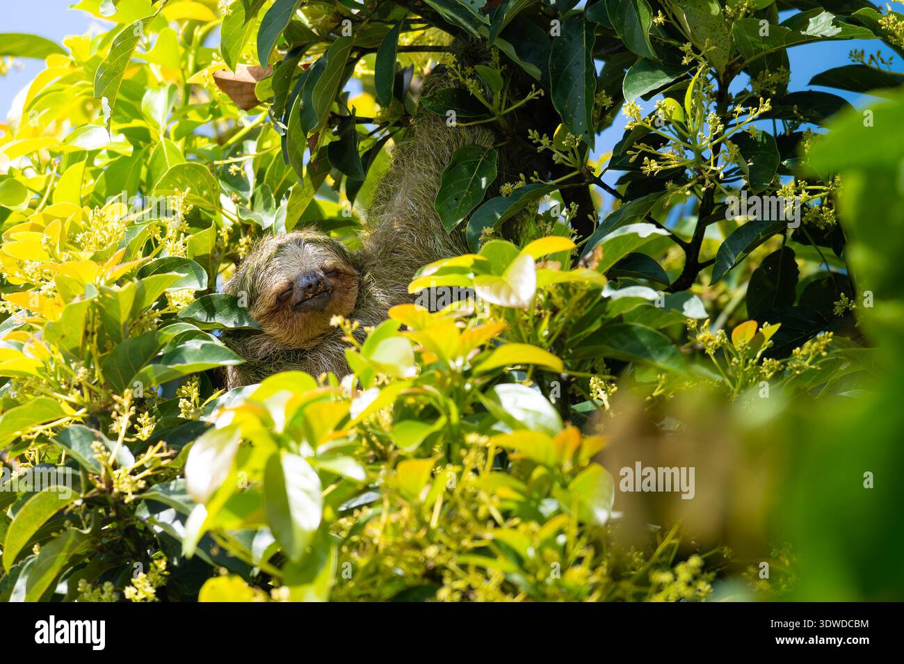 Sloth Branches A peaceful three-toed sloth resting high in the branches of a flowering ...