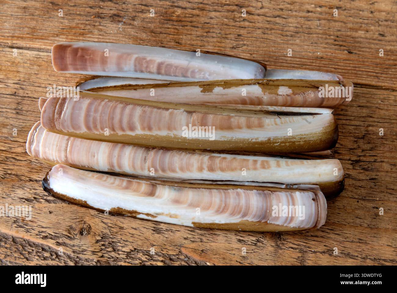 Atlantic jackknife clam, Ensis leei, aka known as the bamboo clam ...