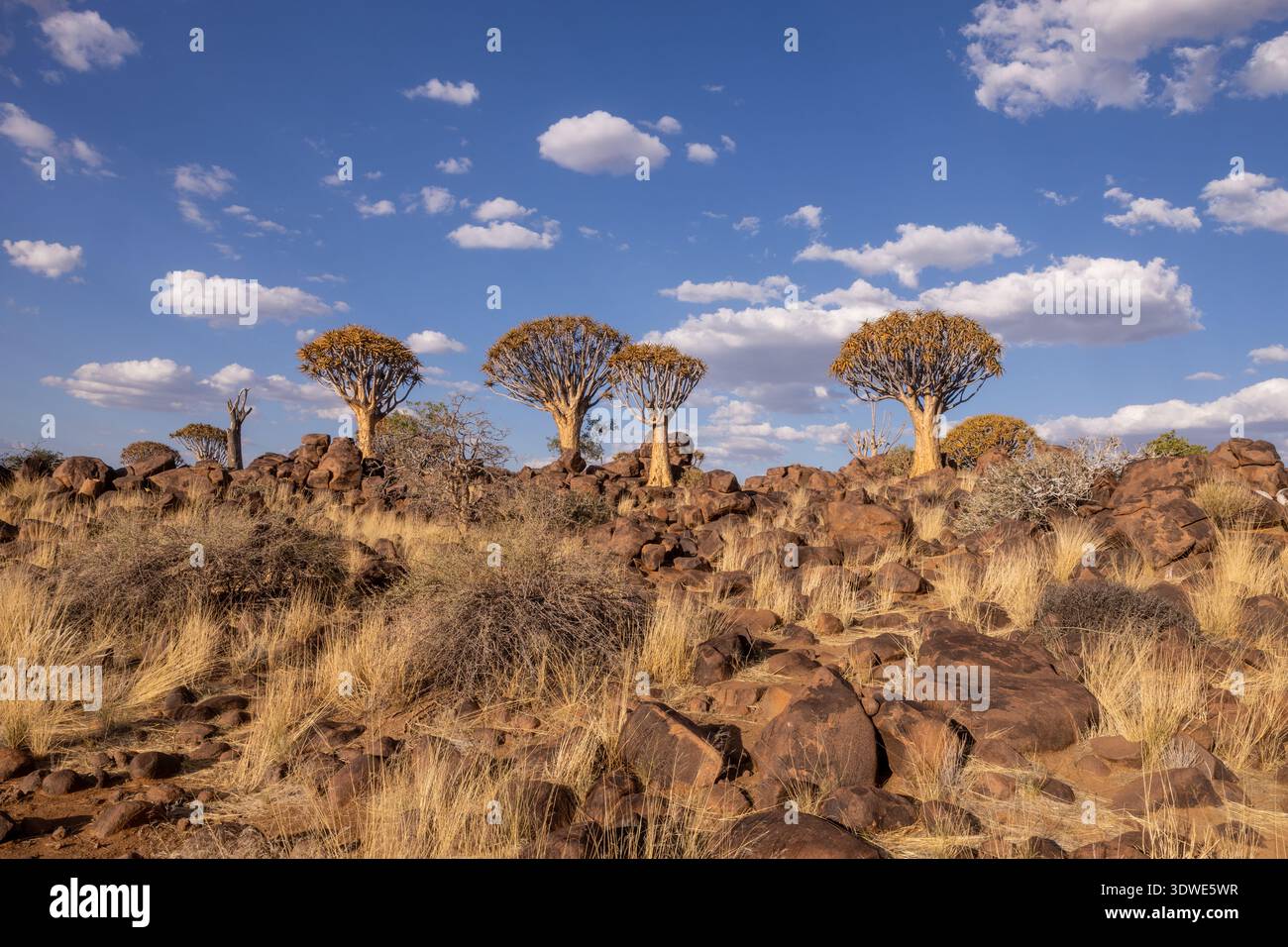 Scattered trees add hi-res stock photography and images - Alamy