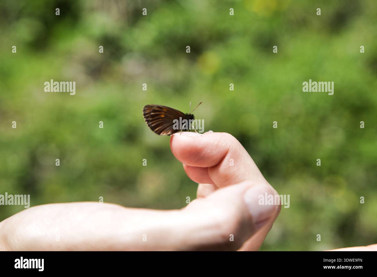 A Butterfly Perched On A Person'S Finger In The Lush Wilderness Of Greina, Switzerland. Stock Photo