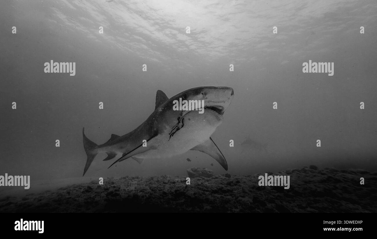 Fish in marine ecosystem Black and White Stock Photos & Images - Alamy