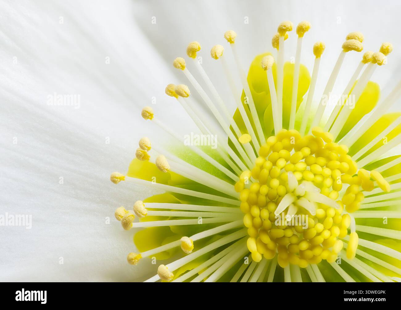 A close look at the center of a Hellebore flower as the stamens begin to radiate outward from the center Stock Photo