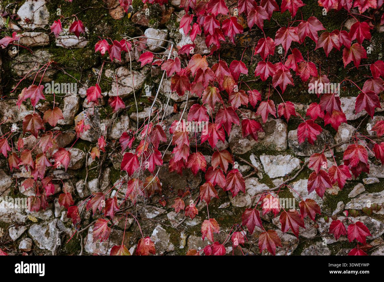 Red ivy leaves cascade hi-res stock photography and images - Alamy