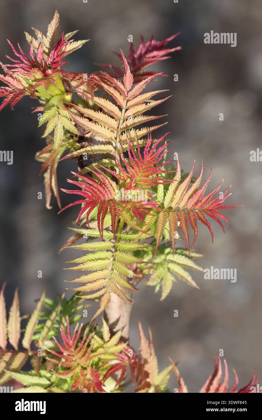 Cousorb05 hi-res stock photography and images - Alamy