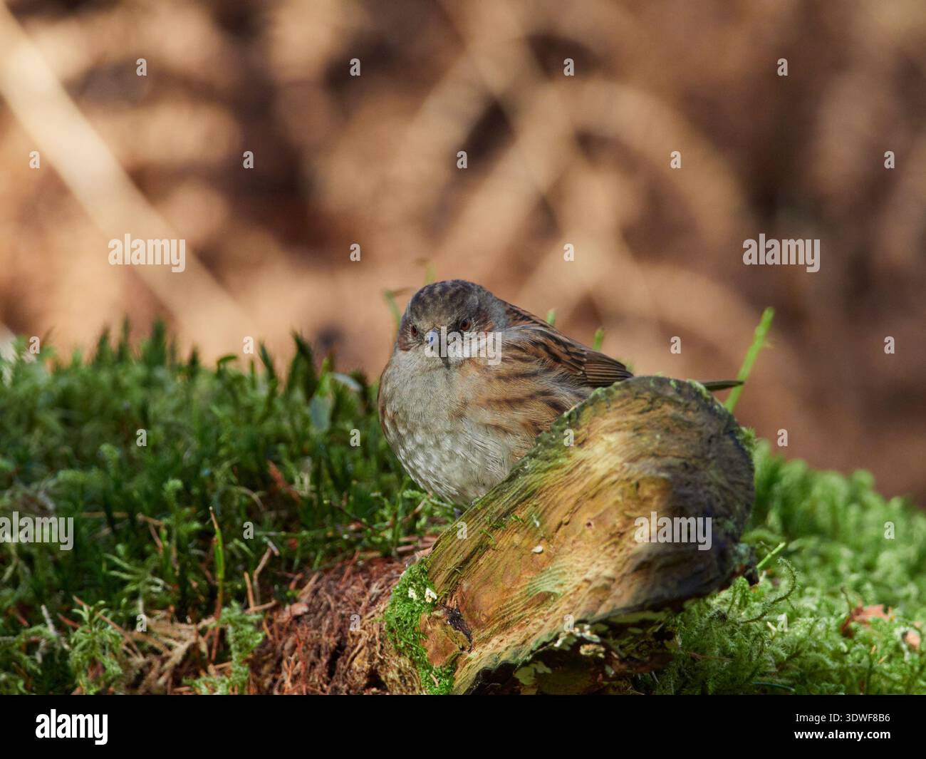 Dunnock (Prunella modularis) in the forest in Inverness-shire, Highlands, Scotland, United Kingdom Stock Photo