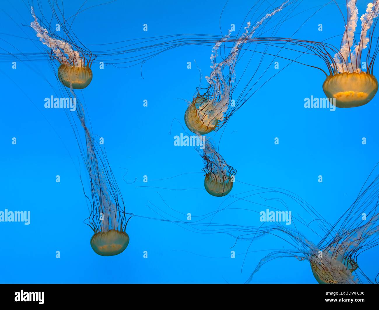 Jellyfish drifting in a blue aquarium tank, with long trailing tentacles and translucent bells. - Smartphone Captured Stock Image