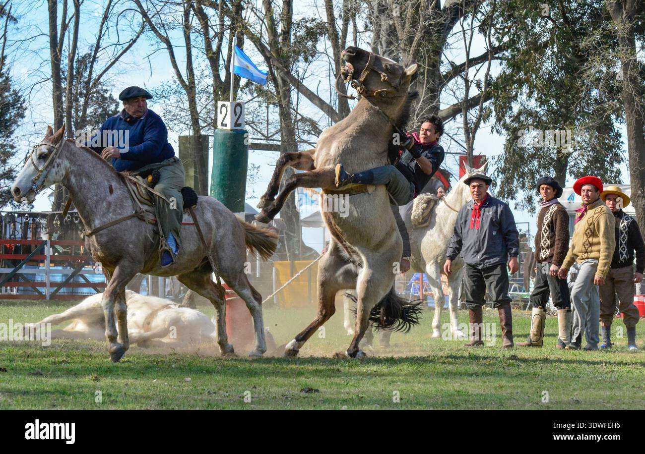 Macachin, La Pampa, Argentina, 09-03-2018, Gaucho taming a rearing ...