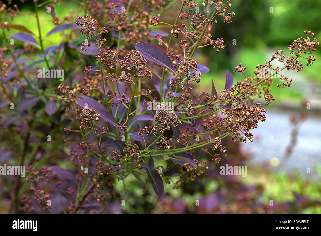Wild cotinus plant Royal Purple with raindrops.The dark red leaves of  Cotinus coggygria Royal Purple, against a green garden and blue sky. Nature  co Stock Photo - Alamy