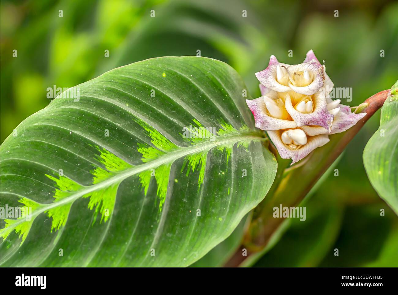 Blooming Calathea (basket maranta) with patterned green leaf and delicate  pale flower, tropical ornamental foliage plant Stock Photo - Alamy
