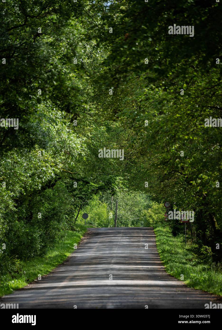 Green tree tunnel over a quiet forest road in summer Stock Photo