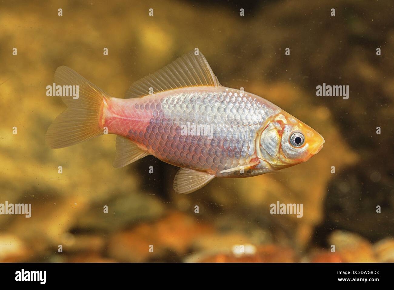 goldfish, common carp (Carassius auratus), pink colour variant