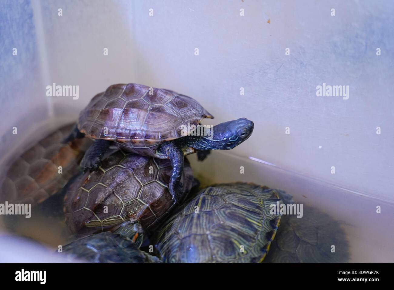 A group of young red eared turtles are active in shallow water ...