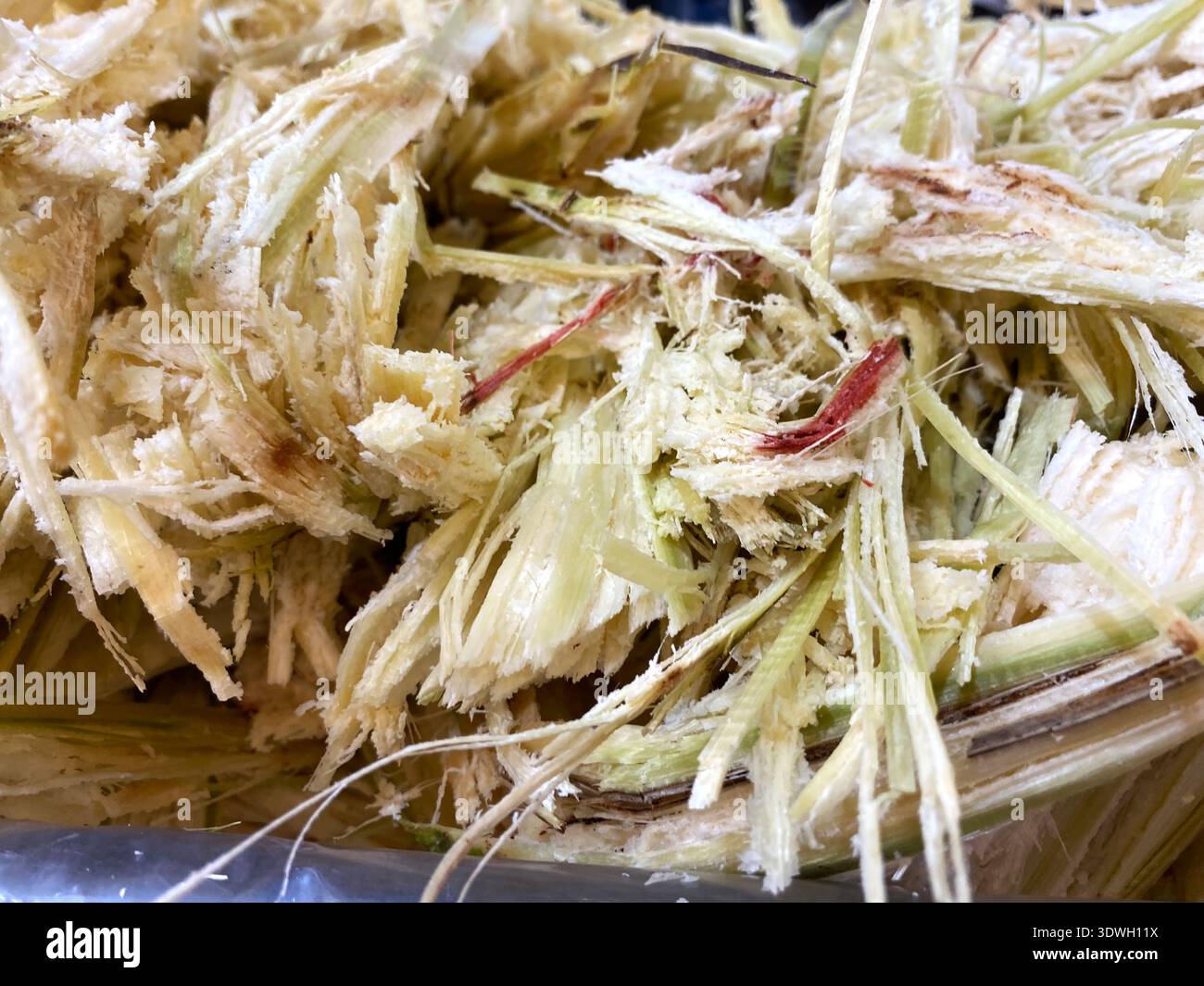 Close-up of cane pulp from sugarcane, highlighting the fibrous texture ...