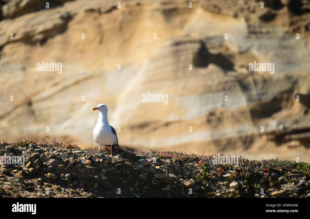 Seagull Looks Out From A Rocky Cliff on Santa Rosa Island Stock Photo