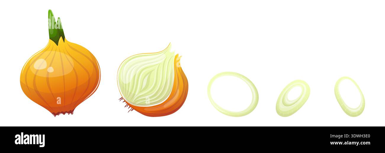 Vector fresh onion and sliced into rings Stock Vector
