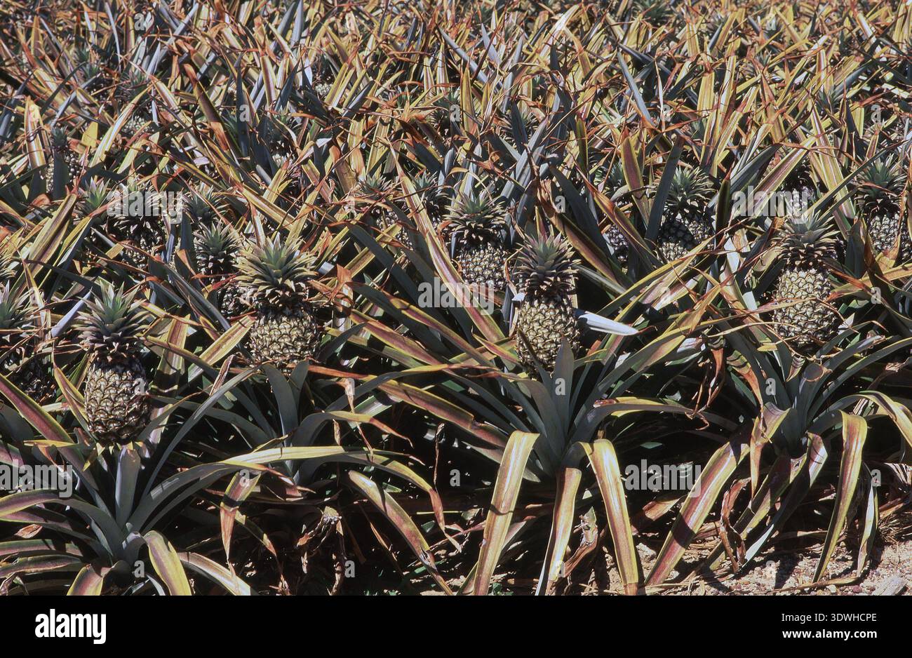 Pineapple crop ripening (Ananas comosus) Sunshine Coast, Queensland, Australia. Stock Photo