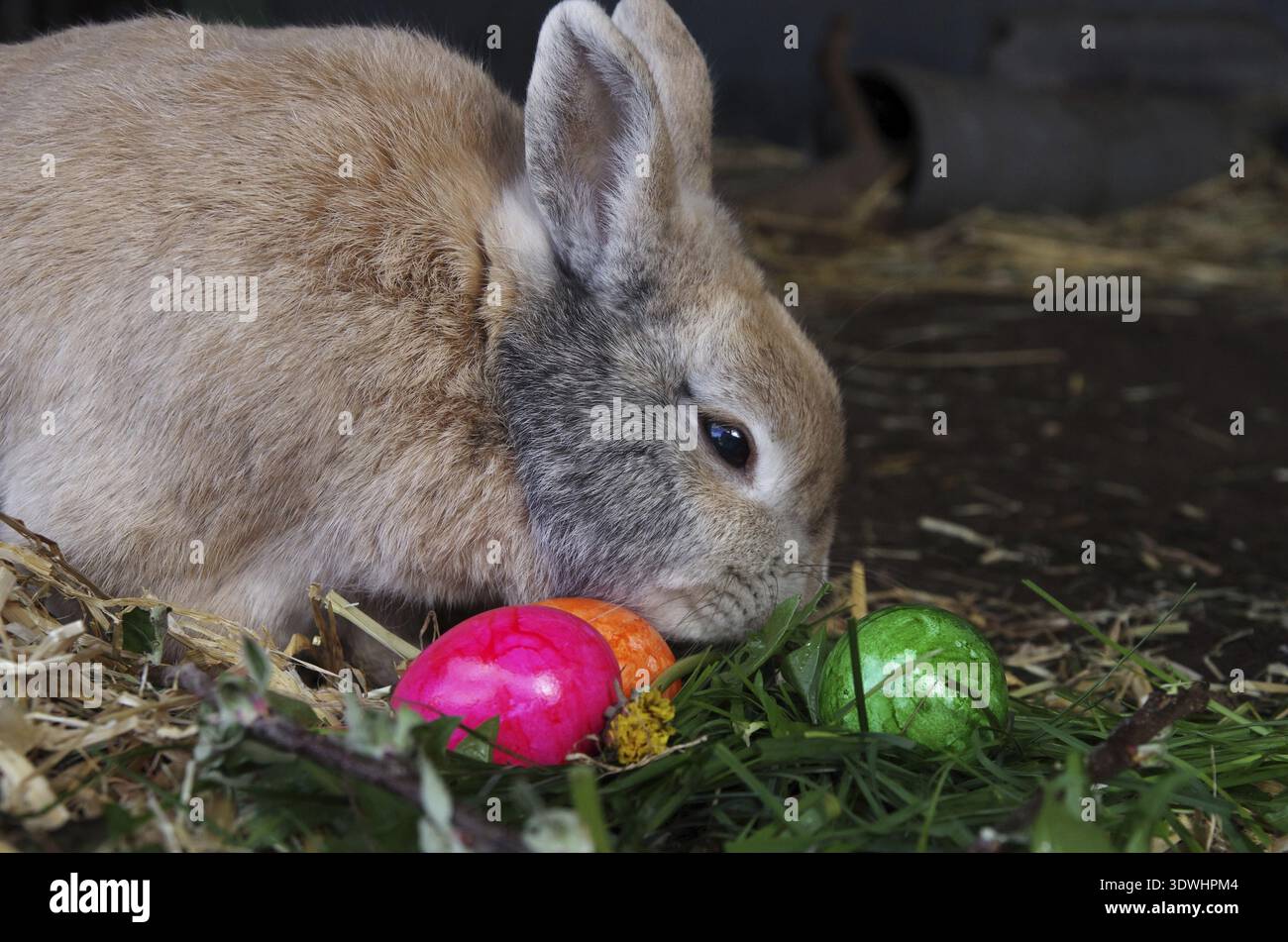 Domestic rabbit (Oryctolagus cuniculus), Easter, Easter bunny, A cute rabbit sits between colourful Easter eggs Stock Photo