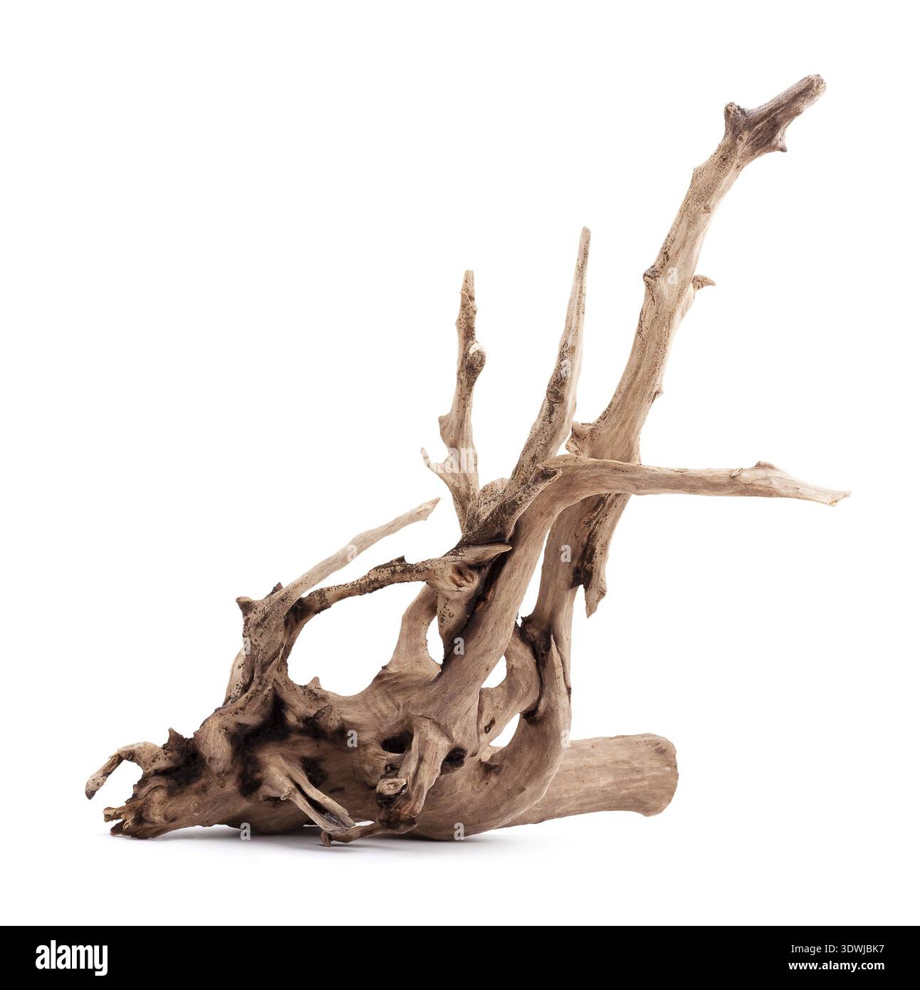 Dry dead snag isolated on white background Stock Photo
