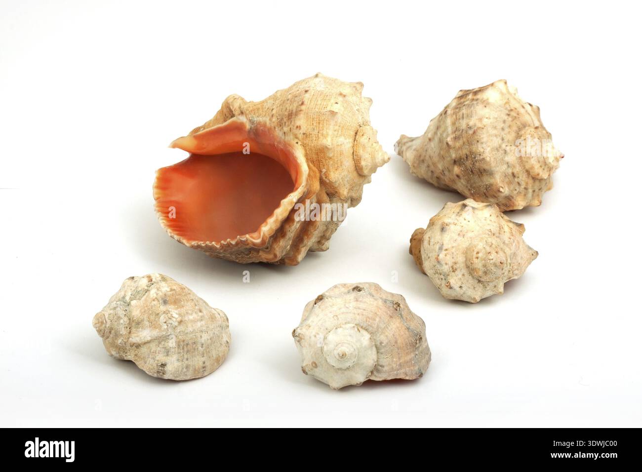 Five seashells isolated on a white background Stock Photo