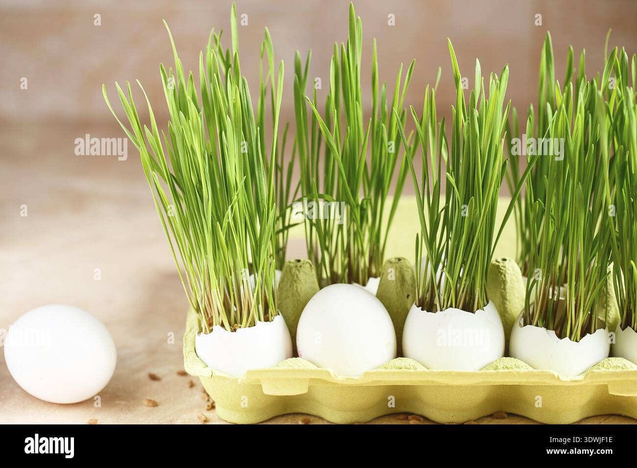 Green wheat sprouts in egg shells in a cardboard tray. Easter decorations. Easter egg. Spring composition. Natural Easter eggs with wheat grass. Styli Stock Photo