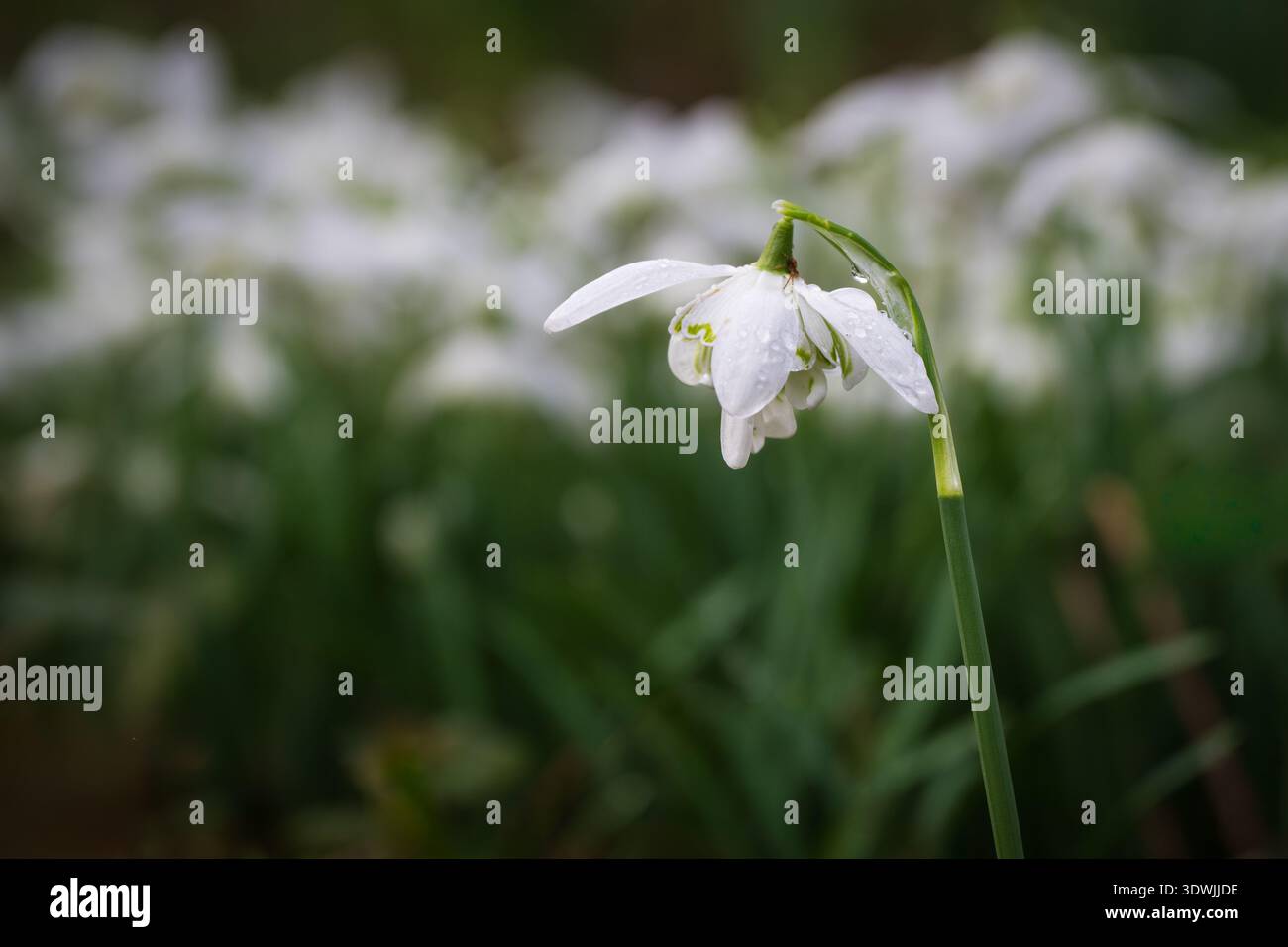 Snowdrops in Springtime Stock Photo