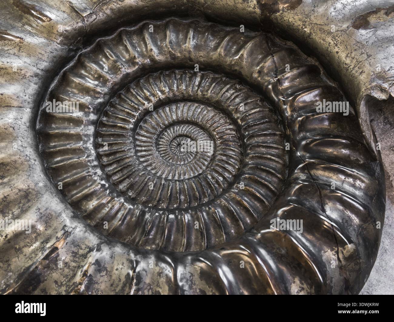 Giant Ammonite, Dorset, UK Stock Photo