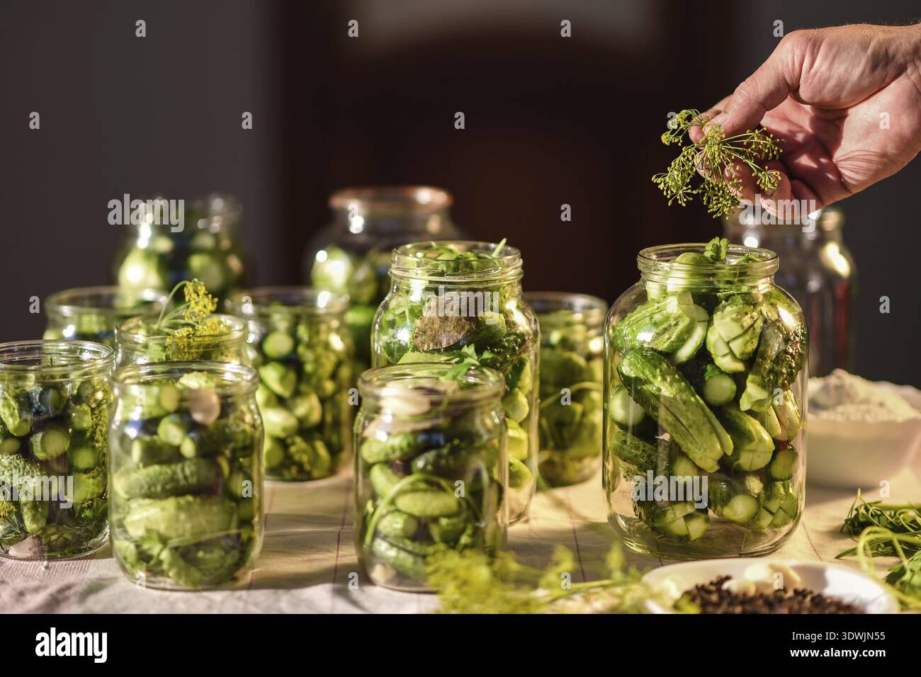The process of preparation of salty cucumbers for canning Stock Photo