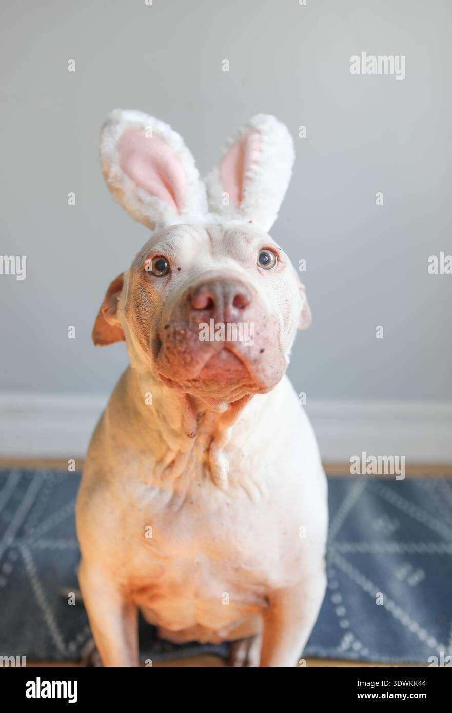 Cute white pit bull dog wearing bunny ears Stock Photo
