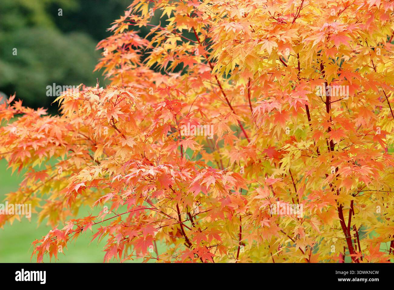 Coral bark maple. Acer palmatum tree 'Sango Kaku' in autumn. Acer ...