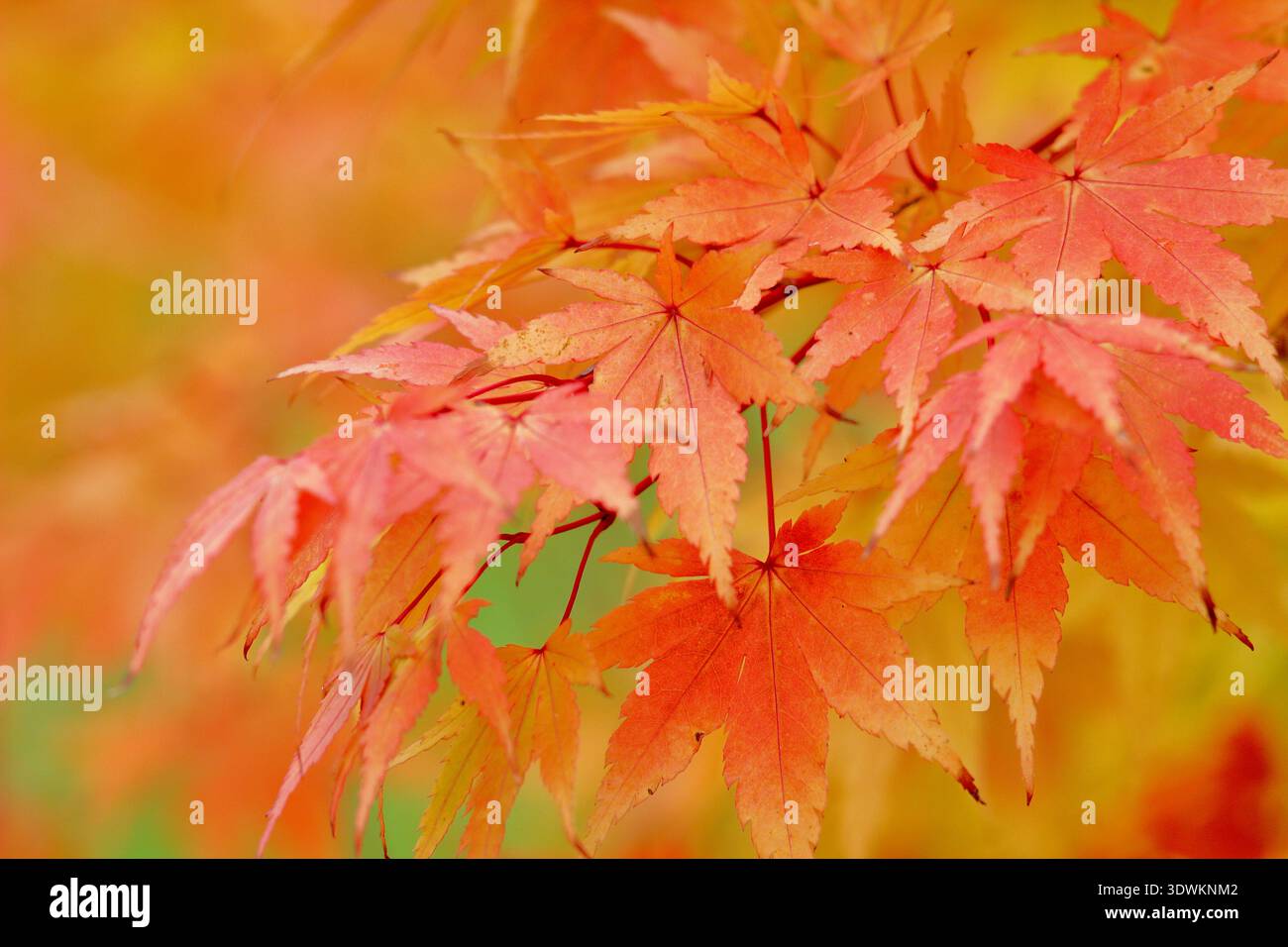 Coral bark maple. Acer palmatum tree 'Sango Kaku' in autumn. Acer ...