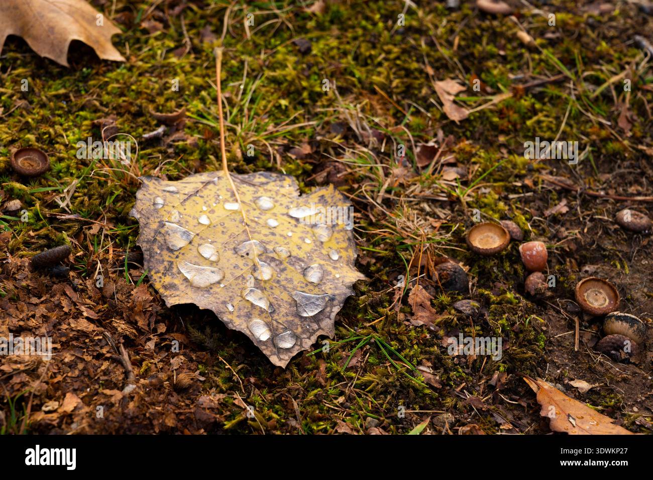 Fallen Leaf with Raindrops on Forest Floor Stock Photo