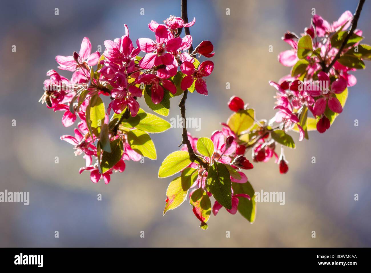 crab apple blossom background. pink branch in early spring. beautiful deciduous tree in flower on a sunny afternoon. telephoto shallow depth of field. Stock Photo