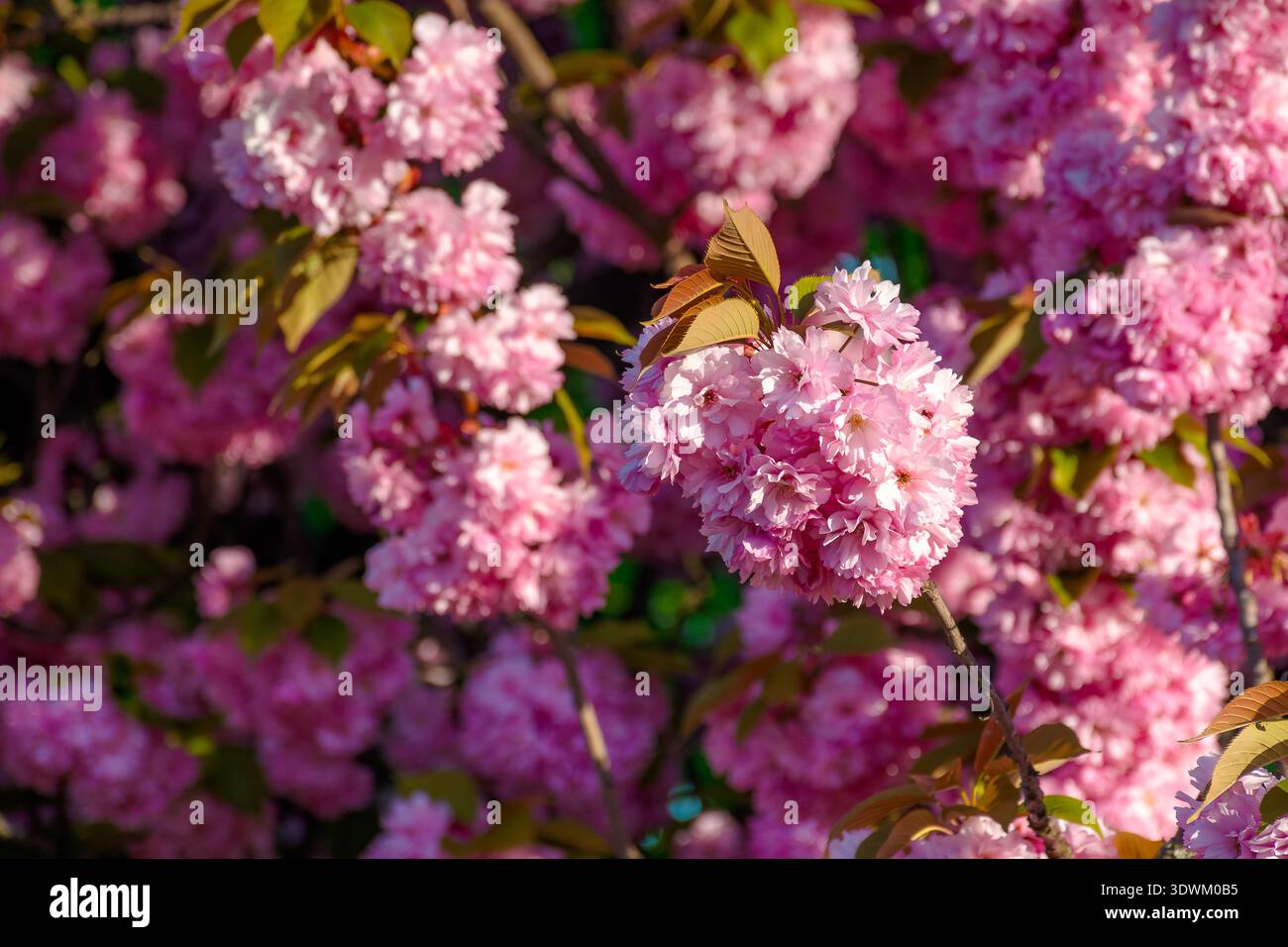 closeup of a cherry blossom branch in morning light. beautiful uzhhorod urban environment in spring bloom. japanese sakura oriental wallpaper. bright Stock Photo