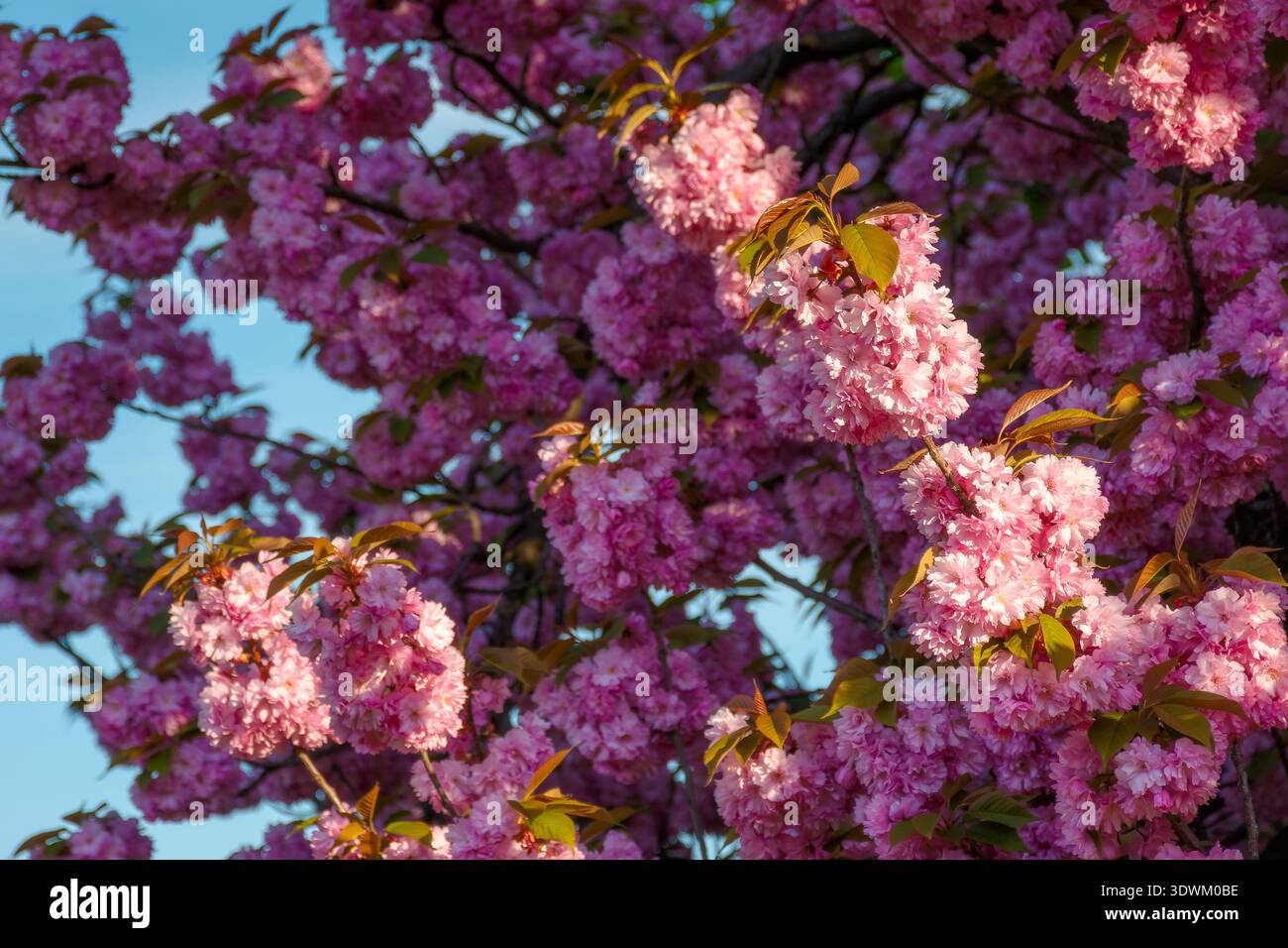 closeup of a cherry blossom branch in morning light. beautiful uzhhorod urban environment in spring bloom. japanese sakura oriental wallpaper. bright Stock Photo