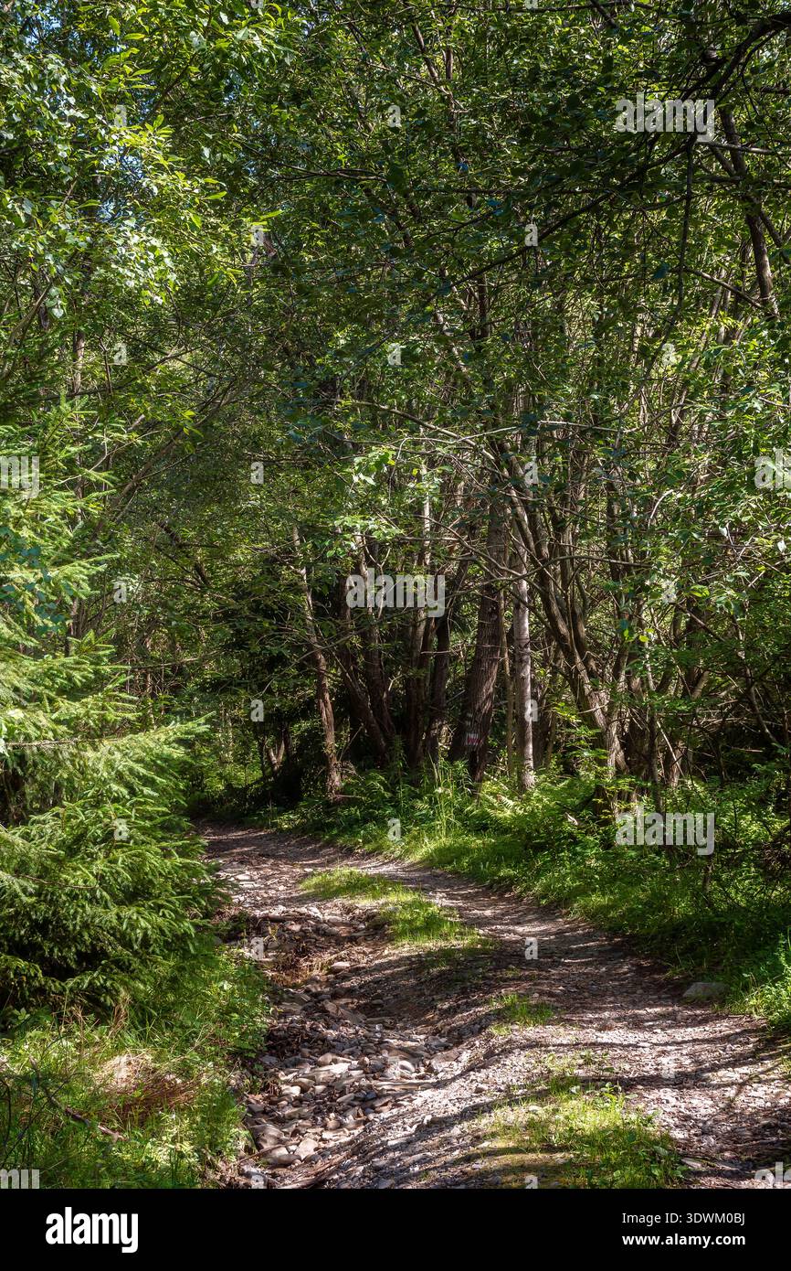 narrow forest road in dappled light. summer landscape with trail surrounded by tall trees. gravel path through dense beech woodland. nature background Stock Photo