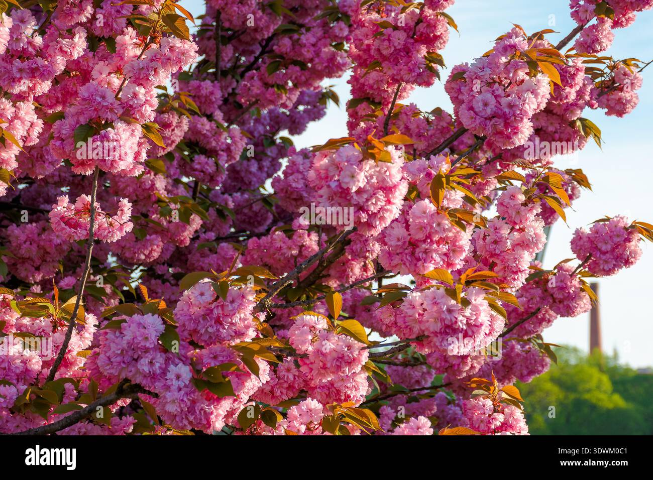 closeup of a cherry blossom branch in morning light. beautiful uzhhorod urban environment in spring bloom. japanese sakura oriental wallpaper. bright Stock Photo