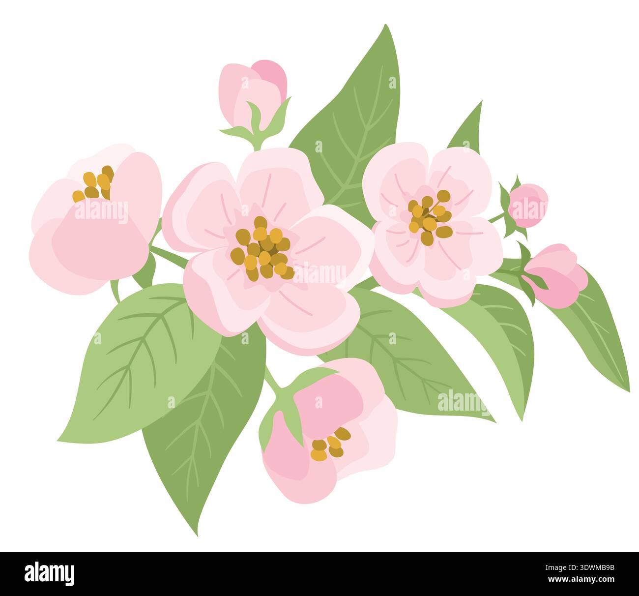 Spring Apple Tree Flowers with Buds and Leaves Stock Vector