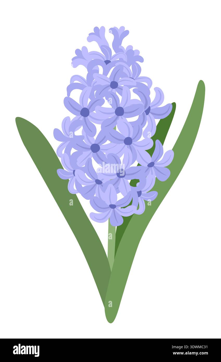 Hiacynt Vector Blue hyacinth flower with green foliage on a white background. Vector ...