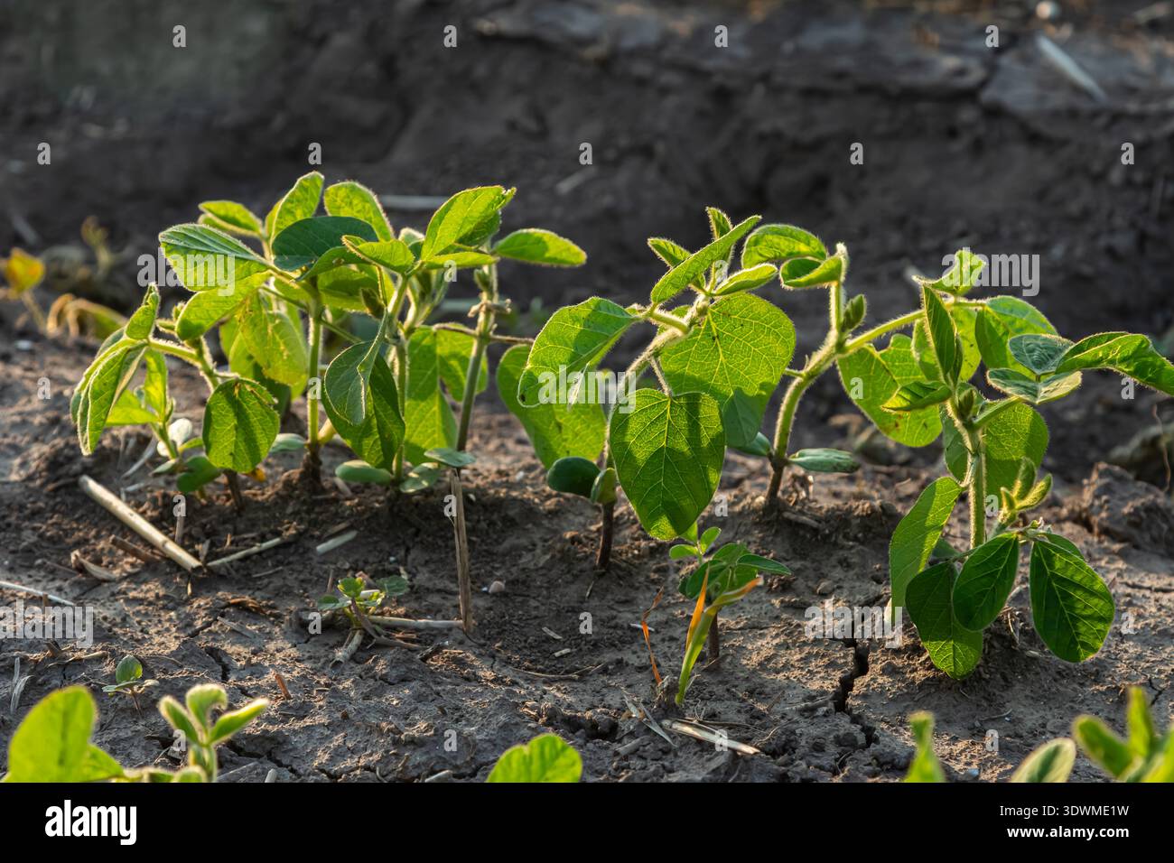 Young soybean plants emerge from rich soil showcasing vibrant green ...